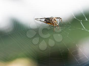 female European garden spider on cobweb close up outdoors