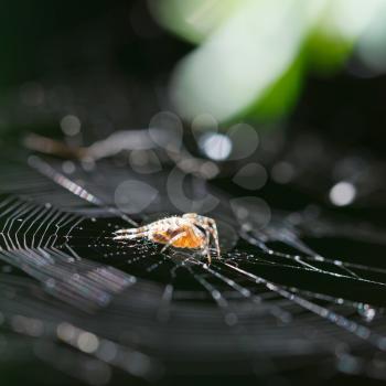 European garden spider on cobweb close up outdoors