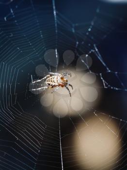female European garden spider on spiderweb close up outdoors