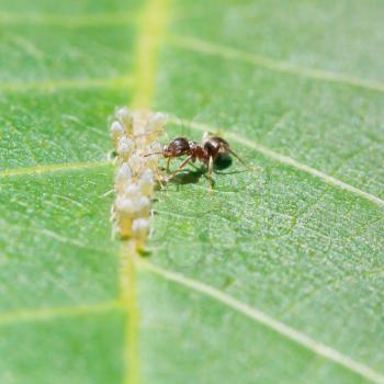 ant collects honeydew from aphids group on leaf of walnut tree close up