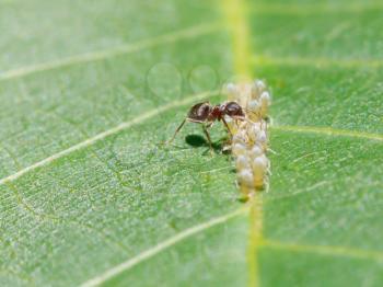 ant sips honeydew from aphids group on leaf of walnut tree close up