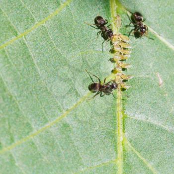 three ants tending aphids group on leaf of walnut tree close up