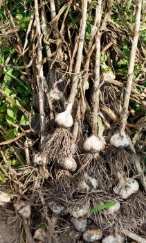 stems and garlic bulbs dug out of garden ground