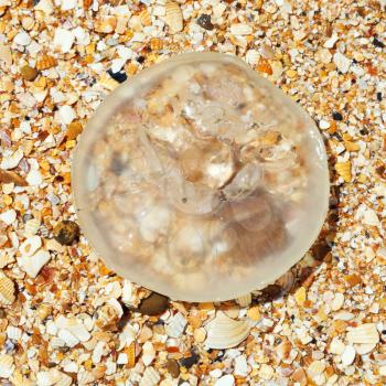 Aurelia aurita jellyfish on sand and seashells beach of Sea Of Azov on Taman Peninsula
