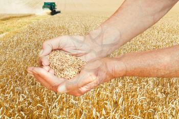 peasant hands hold handful with seeds on wheat field background