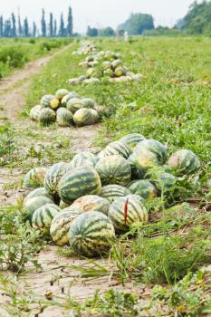 heaps of ripe watermelons on melon plantation in summer
