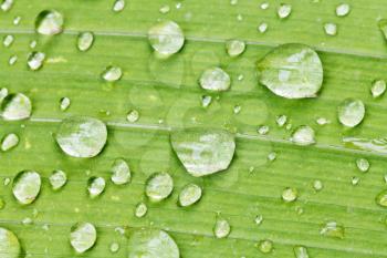 rain drops on green leaf of iris plant close up after rain