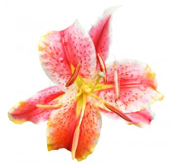 above view of pink tiger lily flower close up isolated on white background