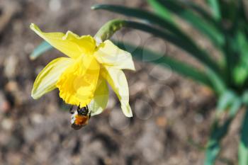 bumble bee collects nectar from narcissus flower in spring day