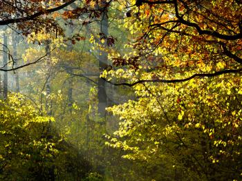 sun rays through foliage in autumn forest