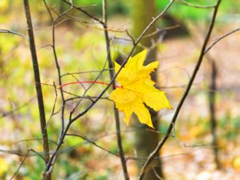 last fallen maple leaf on twig in autumn forest