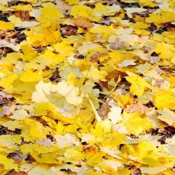 yellow maple leaf litter in autumn day