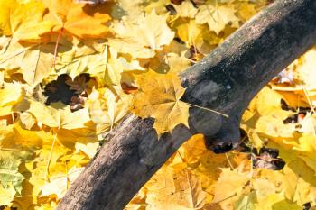 dried trunk and yellow maple leaf litter close up in autumn day