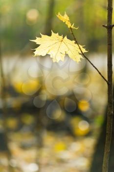 yellow maple leaf on twig in autumn wood