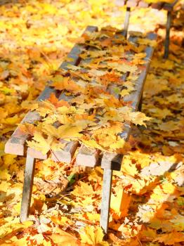 many fallen yellow maple leaves on garden bench in autumn