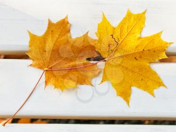 two fallen maple leaves on bench in autumn