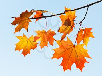 branch with yellow and orange leaves on blue sky background