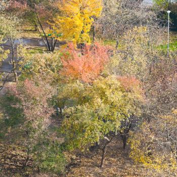 above view of multicolored trees in urban garden in autumn day