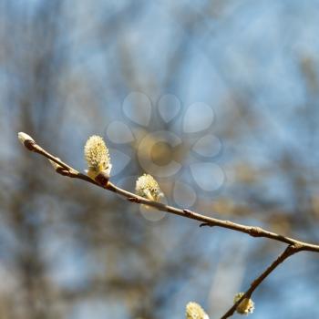 blossoming twigs of pussy willow tree with catkins in spring forest