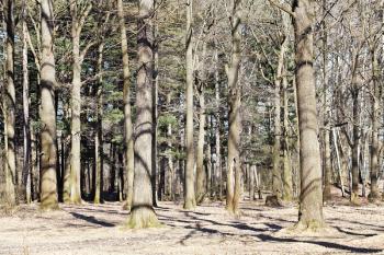 bare oak trees in spring forest in sunny day