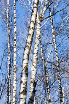 naked birch trunks with blue sky background in spring day