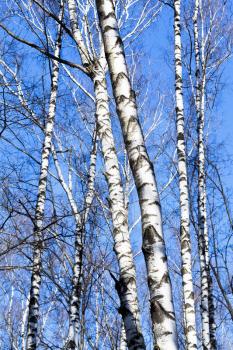 bare birch trunks with blue sky background in spring day