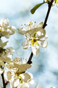 white cherry blossoms closeup in spring day