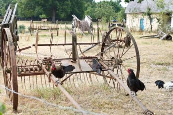 Chicken and abandoned farm equipment on backyard, in village de Breca, Briere Regional Natural Park, France