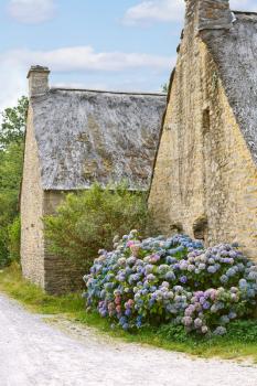 hydrangea flowers near typical old breton houses in France, in village de Breca, Briere Regional Natural Park