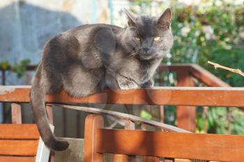 grey cat on bench outdoors in autumn evening