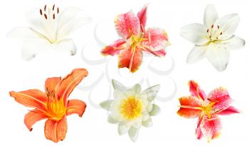 set of lily flowers isolated on white background