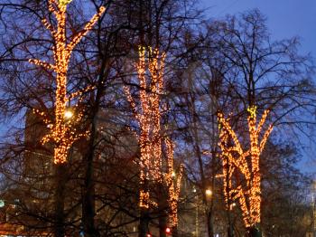 christmas illumination on urban trees in winter night