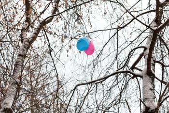 two balloons in branches of trees in winter