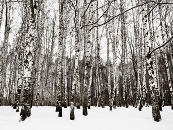 snowy birch woods in cold winter day