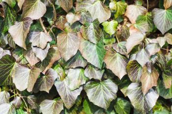 natural background from ivy leaves in spring