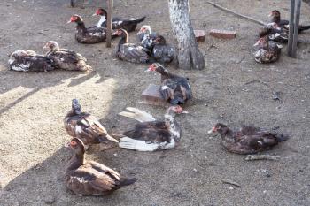 many domestic ducks on outdoor poultry yard