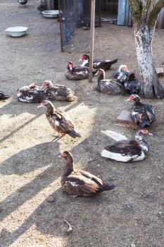 flock of domestic ducks on outdoor poultry yard