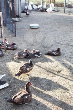 country outdoor poultry yard with ducks and gooses