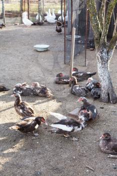 outdoor poultry yard with ducks and gooses in village