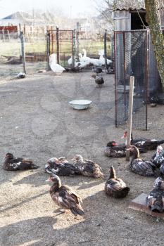 ducks and gooses in village poultry-yard in spring