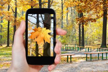 travel concept - tourist taking photo of maple leaf in autumn urban park on mobile gadget