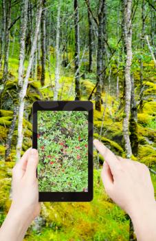 travel concept - tourist taking photo of Cranberry шт wild forest in mountain of Norway on mobile gadget