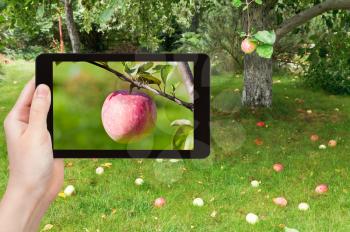 travel concept - tourist takes picture of ripe pink apple close up in fruit orchard on smartphone,