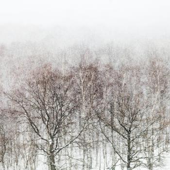 oak and birch trees in snow storm in forest in spring