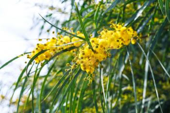yellow flowers of mimosa tree (Acacia pycnantha, golden wattle) close up in spring, Sicily