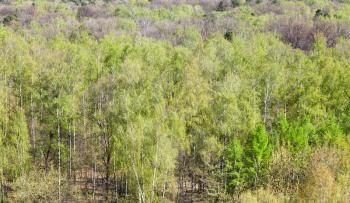natural background - above view of green forest in sunny spring day