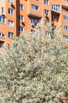 blossoming cherry tree and urban apartment house on background