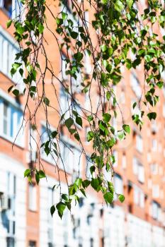 branch of green birch tree and urban house on background in spring