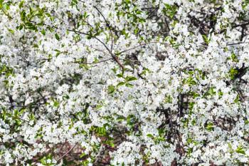white blossom of cherry tree in spring day