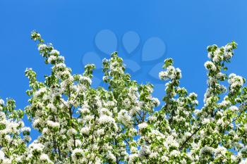 branches of flowering apple tree with blue spring sky background